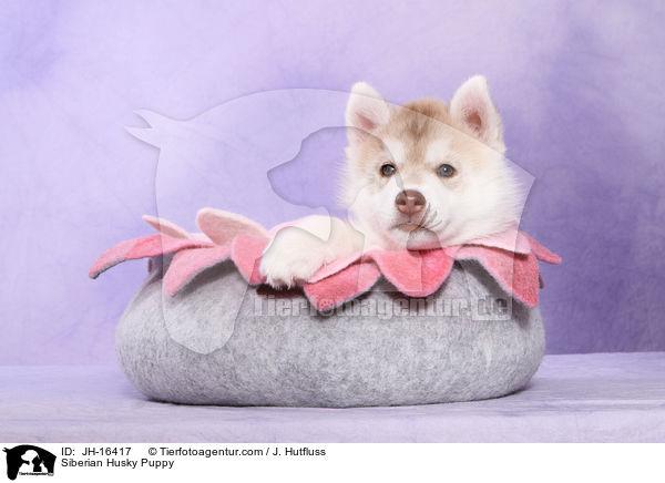 Siberian Husky Puppy / JH-16417