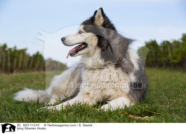 lying Siberian Husky / SST-11315