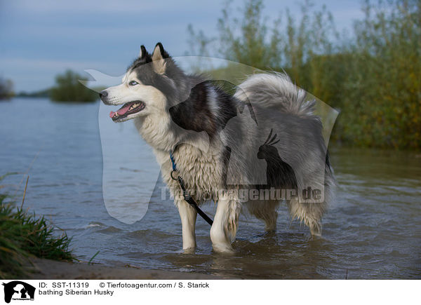 bathing Siberian Husky / SST-11319