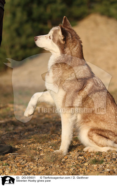 Sibirien Husky gibt Pftchen / Siberian Husky gives paw / DG-05601