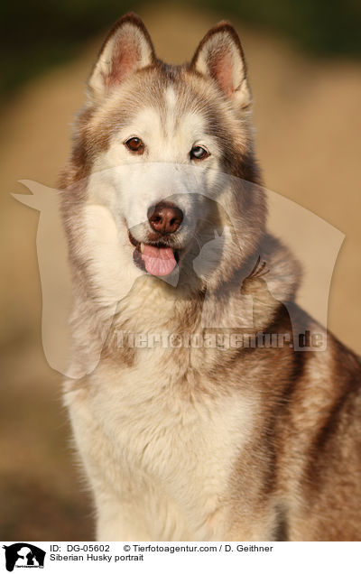 Sibirien Husky Portrait / Siberian Husky portrait / DG-05602