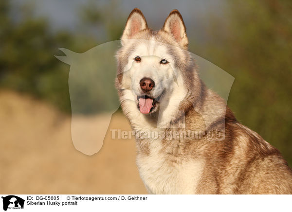 Sibirien Husky Portrait / Siberian Husky portrait / DG-05605