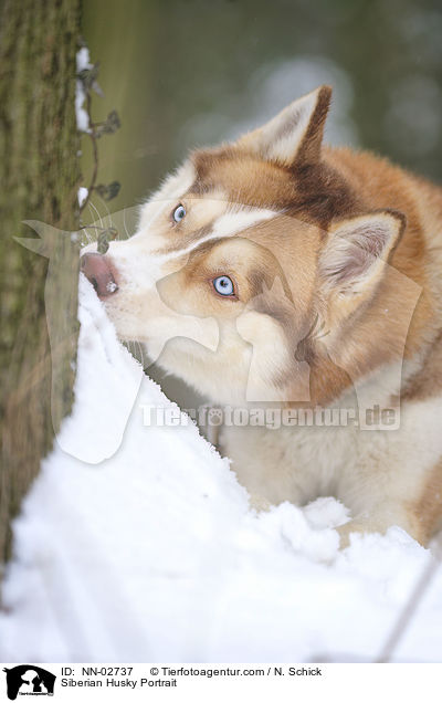 Siberian Husky Portrait / NN-02737
