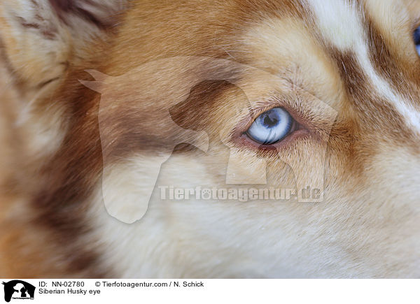 Siberian Husky eye / NN-02780