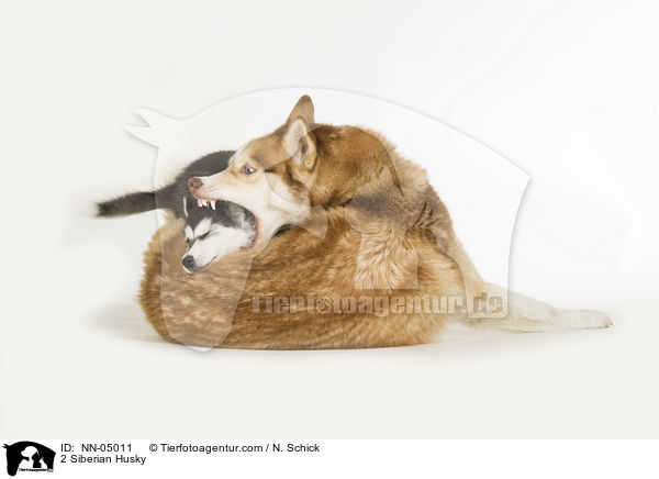 2 Siberian Husky / NN-05011