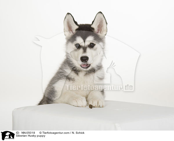 Siberian Husky puppy / NN-05018