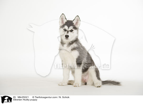 Siberian Husky puppy / NN-05021