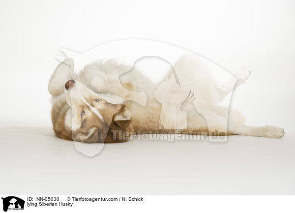 lying Siberian Husky / NN-05030