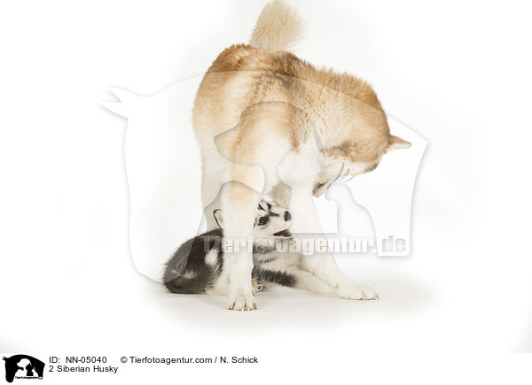 2 Siberian Husky / NN-05040