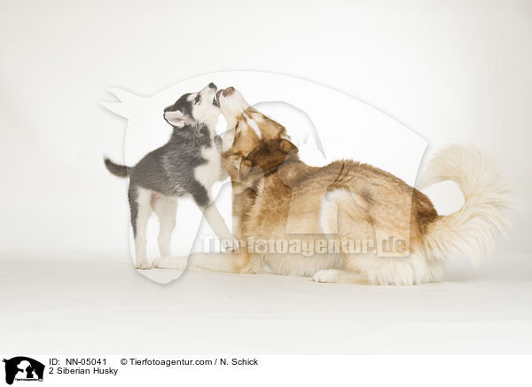 2 Siberian Husky / NN-05041
