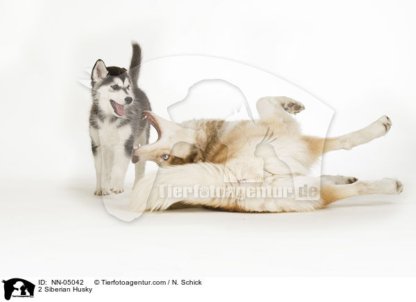 2 Siberian Husky / NN-05042
