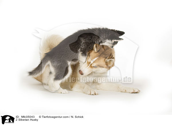 2 Siberian Husky / NN-05043
