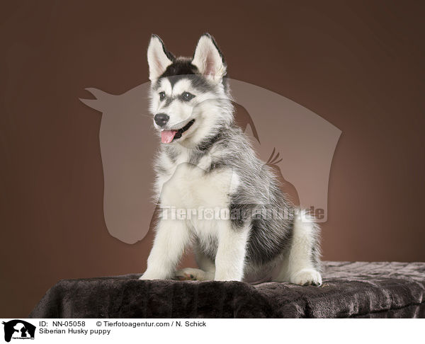 Siberian Husky puppy / NN-05058