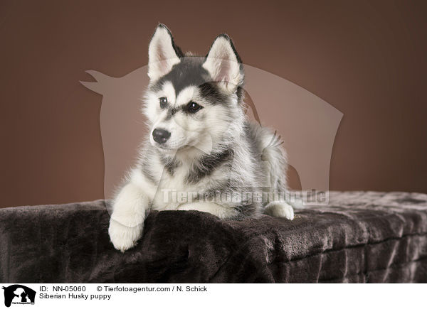 Siberian Husky puppy / NN-05060