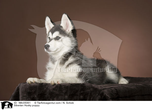Siberian Husky puppy / NN-05061