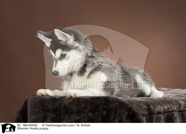 Siberian Husky puppy / NN-05062