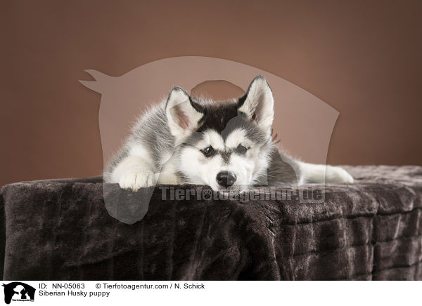 Siberian Husky puppy / NN-05063