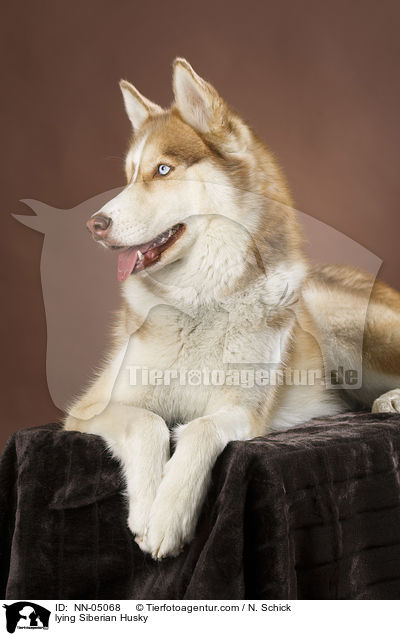 lying Siberian Husky / NN-05068