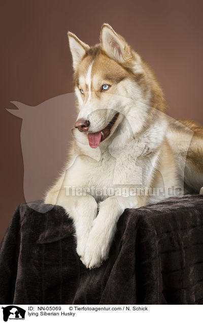 lying Siberian Husky / NN-05069
