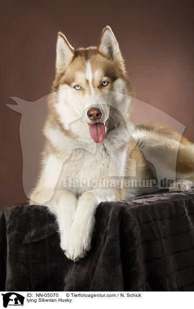 lying Siberian Husky / NN-05070