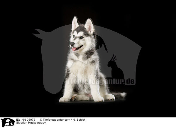 Siberian Husky puppy / NN-05075