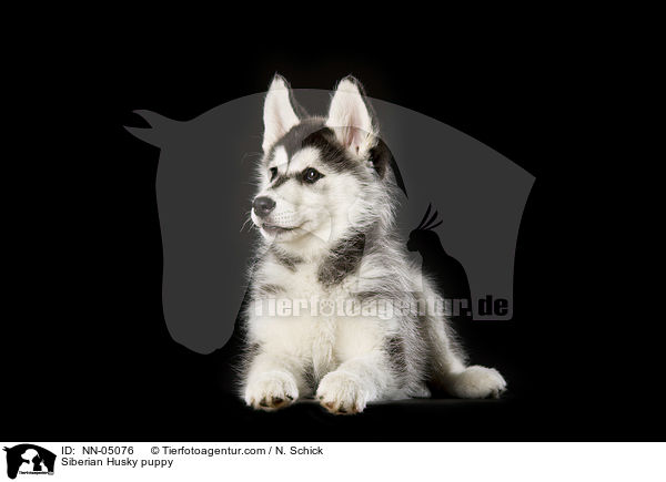 Siberian Husky puppy / NN-05076