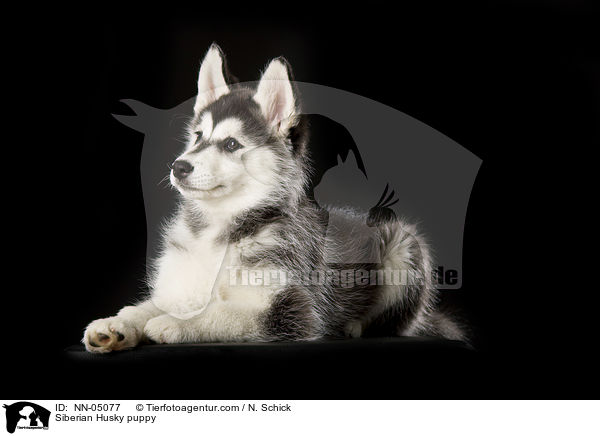 Siberian Husky puppy / NN-05077