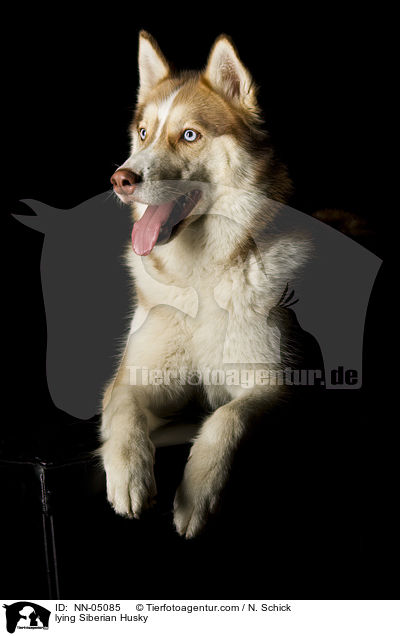 lying Siberian Husky / NN-05085