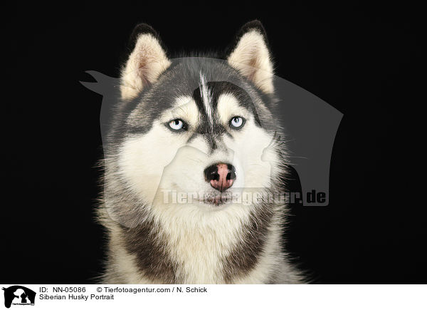 Siberian Husky Portrait / NN-05086