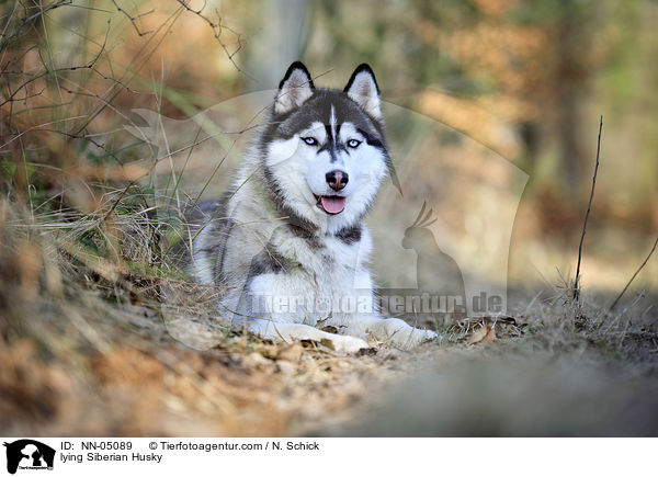 lying Siberian Husky / NN-05089