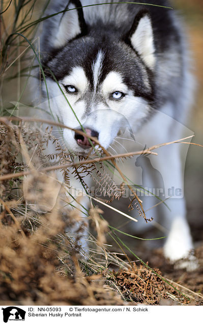 Siberian Husky Portrait / NN-05093