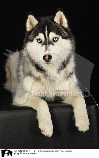 lying Siberian Husky / NN-05097