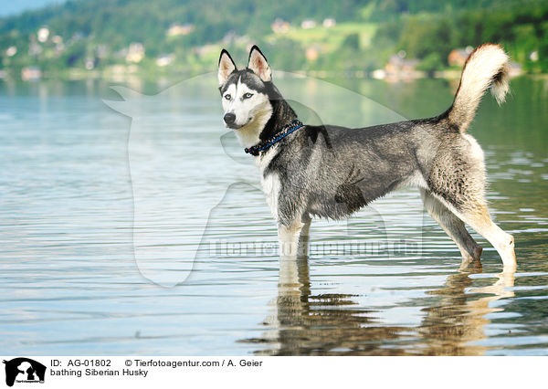 bathing Siberian Husky / AG-01802