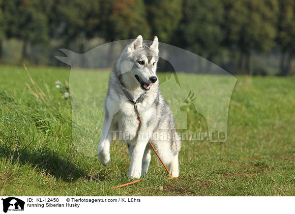 running Siberian Husky / KL-12458