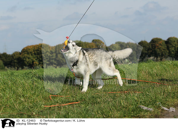 playing Siberian Husky / KL-12463