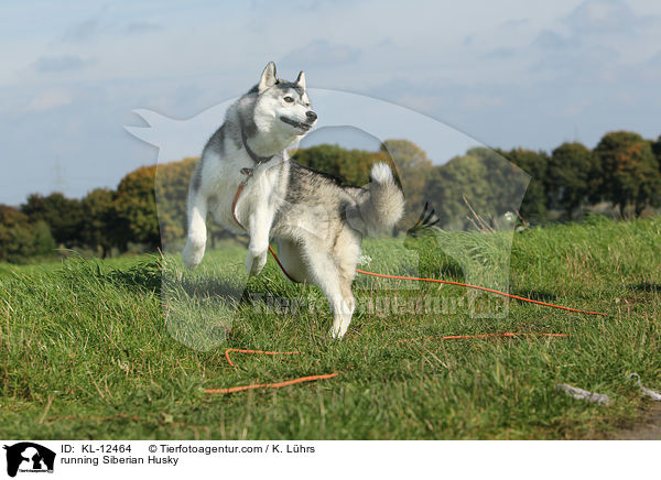 running Siberian Husky / KL-12464