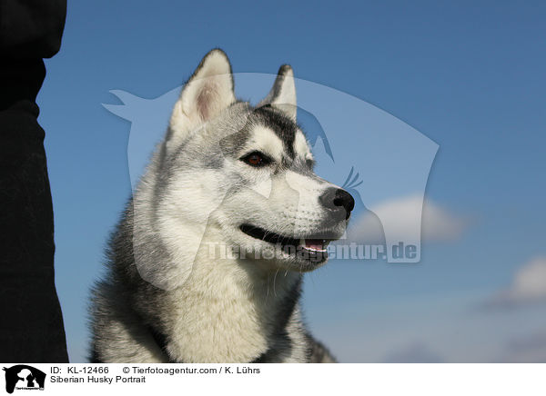 Siberian Husky Portrait / KL-12466