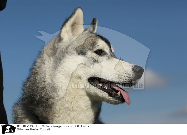 Siberian Husky Portrait / KL-12467