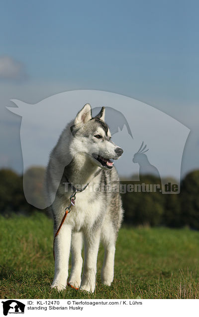 standing Siberian Husky / KL-12470