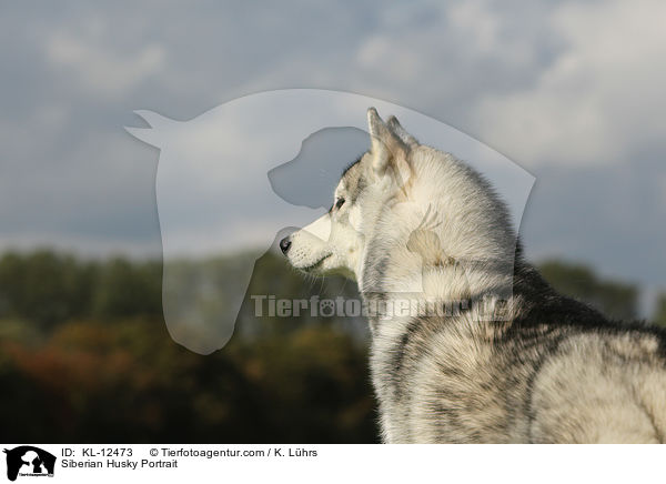 Siberian Husky Portrait / KL-12473