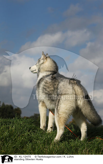 standing Siberian Husky / KL-12475