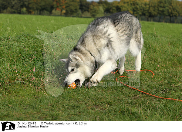playing Siberian Husky / KL-12479