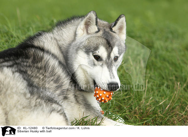 Siberian Husky with ball / KL-12480