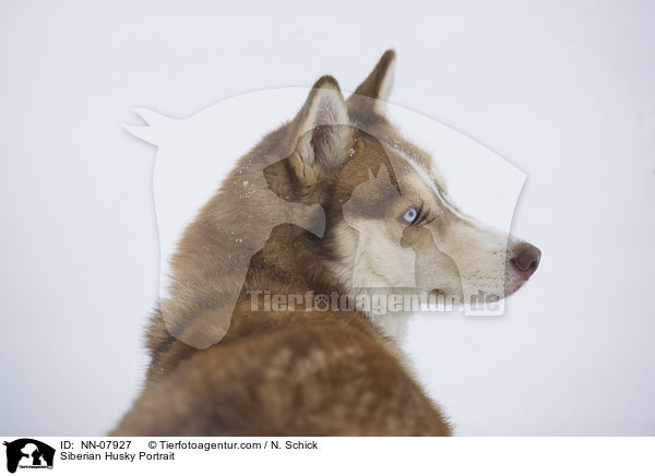 Siberian Husky Portrait / NN-07927