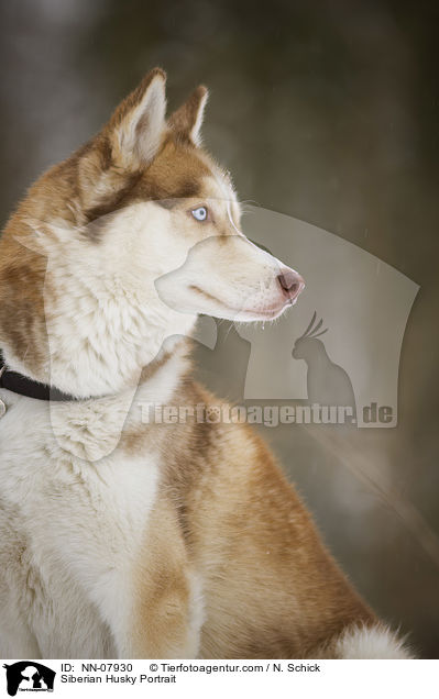 Siberian Husky Portrait / NN-07930