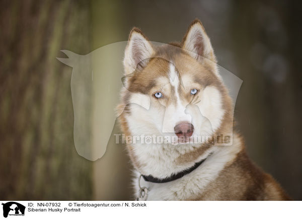 Siberian Husky Portrait / NN-07932