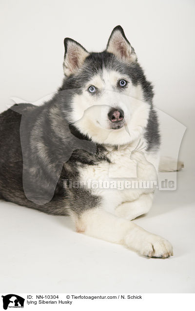 liegender Siberian Husky / lying Siberian Husky / NN-10304
