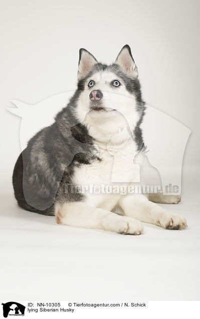liegender Siberian Husky / lying Siberian Husky / NN-10305