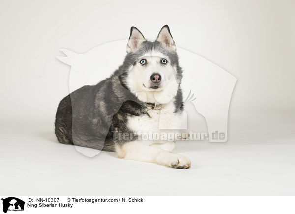 liegender Siberian Husky / lying Siberian Husky / NN-10307