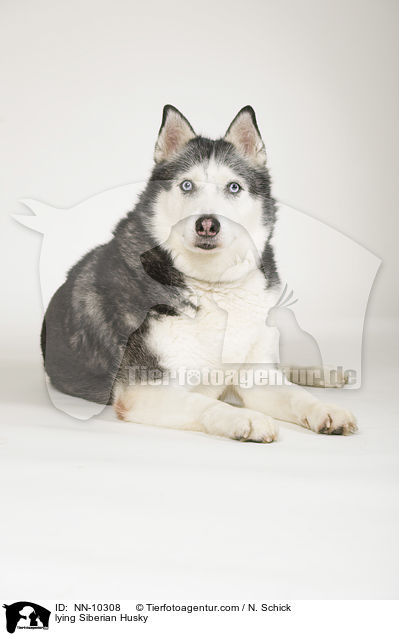 liegender Siberian Husky / lying Siberian Husky / NN-10308